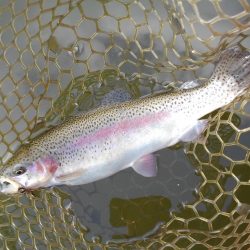 大安トラウトレイク釣果